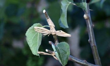 nursery grafting wet glue