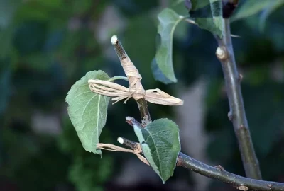 Agriculture_nursery_grafting_blueboxtechnical_wet_glue
