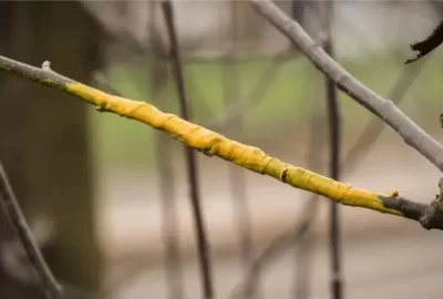 Wax grafting horticulture